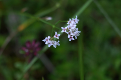 Asperula cynanchica