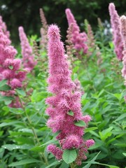Spiraea × billardii