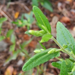 Brickellia cylindracea