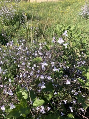Clinopodium