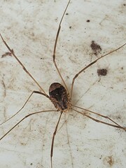 Leiobunum blackwalli