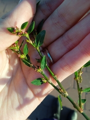 Polygonum aviculare