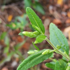 Brickellia cylindracea