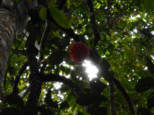 Image of Kadsura coccinea by (c) Eugene Popov, some rights reserved (CC BY)