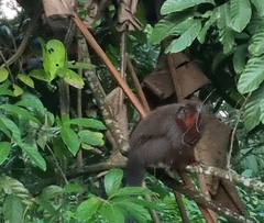 Plecturocebus ornatus