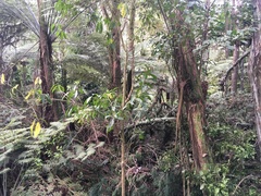 Melicytus ramiflorus