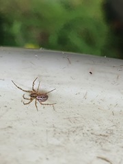 Stemonyphantes lineatus