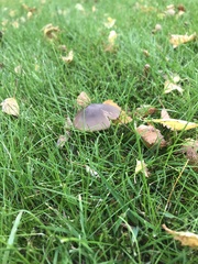 Macrocystidia cucumis