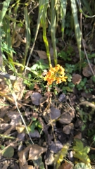 Erysimum amurense