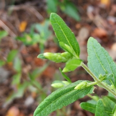 Brickellia cylindracea