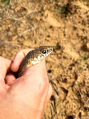 Dolichophis caspius