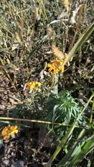 Erysimum amurense