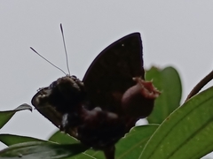 Euthalia monina monina