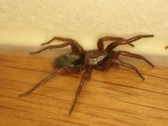 Scotophaeus blackwalli