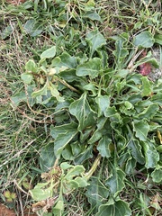 Beta vulgaris