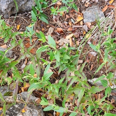 Brickellia cylindracea