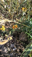 Erysimum amurense
