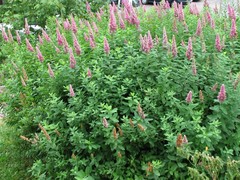 Spiraea × billardii