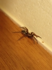 Scotophaeus blackwalli