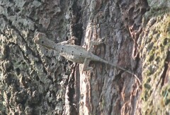 Draco
