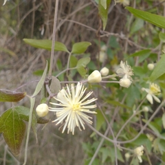 Clematis montevidensis
