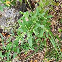 Brickellia cylindracea