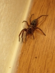 Scotophaeus blackwalli