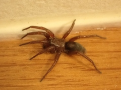 Scotophaeus blackwalli