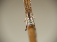 Episinus angulatus