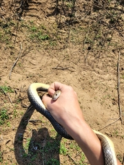 Dolichophis caspius