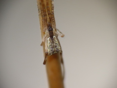 Episinus angulatus