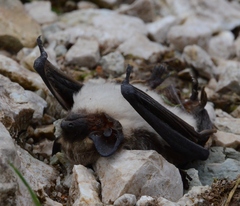 Vespertilio murinus