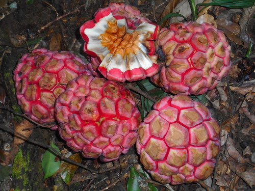 Kadsura coccinea, photograph 2