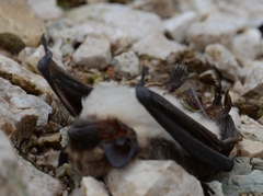 Vespertilio murinus