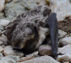 Vespertilio murinus