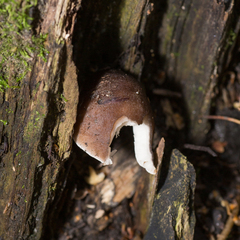 Pluteus