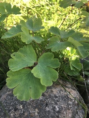 Aquilegia vulgaris