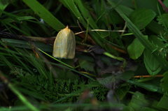 Zelotherses paleana