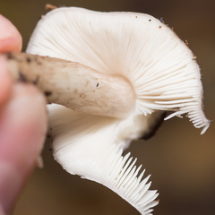 Pluteus