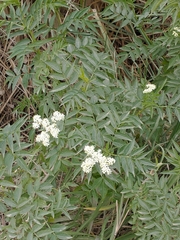 Sambucus australis