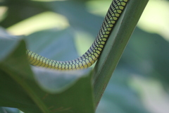 Chrysopelea paradisi