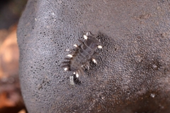 Eumorphus quadriguttatus