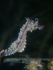Hippocampus breviceps