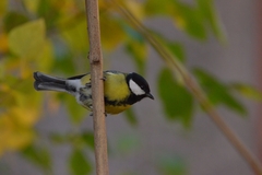 Parus major