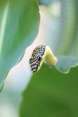 Chrysopelea paradisi