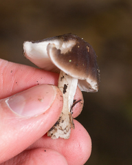 Pluteus