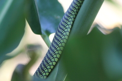 Chrysopelea paradisi