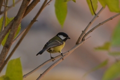 Parus major