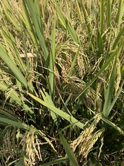 Oryza sativa