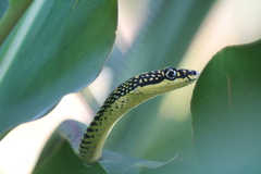 Chrysopelea paradisi